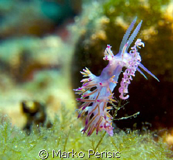 A Pink Flabelline (flabelline affinis) tending to its young. by Marko Perisic 
